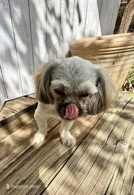 Ann – Shih Tzu puppy for sale in Goddard, KS