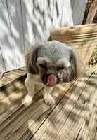 Ann, a female Shih Tzu for sale in Goddard, KS – 1 of 8