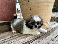 Tiny Beckett, a male Shih Tzu for sale in Goddard, KS – 3 of 8