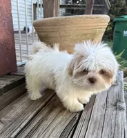 Anna Rose, a female Shih Tzu for sale in Goddard, KS – 5 of 6