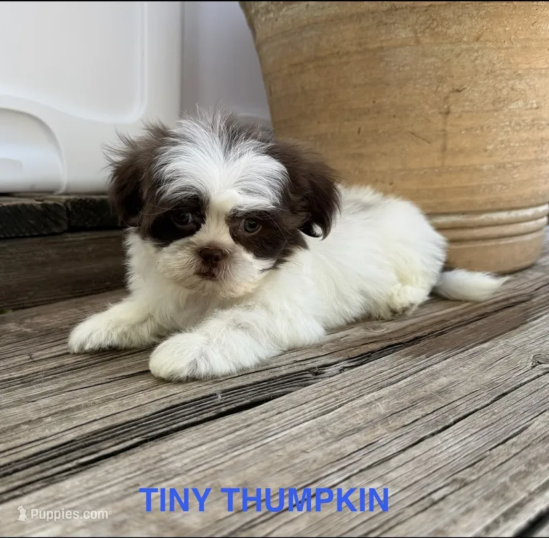 Tiny Thumpkin – Shih Tzu puppy for sale in Goddard, KS