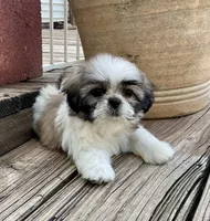Little Abby, a female Shih Tzu for sale in Goddard, KS – 4 of 8