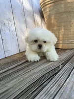 Little Frosty, a male Shih Tzu for sale in Goddard, KS – 10 of 10