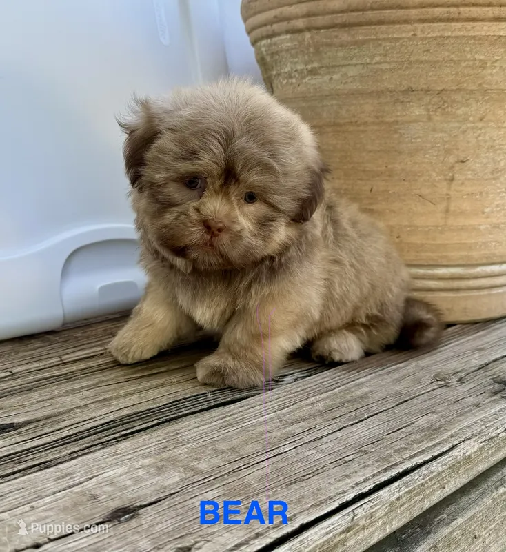 Bear – Shih Tzu puppy for sale in Goddard, KS