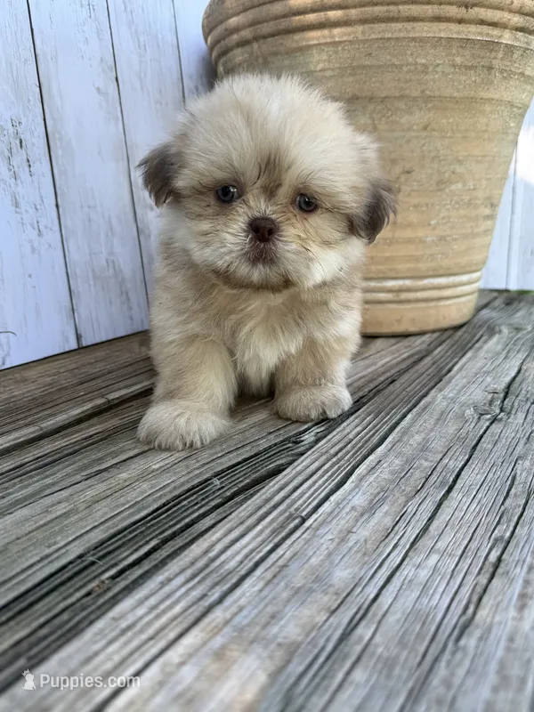 Little Snuggles – Shih Tzu puppy for sale in Goddard, KS