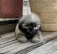 Little Carolena, a female Shih Tzu for sale in Goddard, KS – 4 of 8