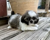 Tiny Beckett, a male Shih Tzu for sale in Goddard, KS – 5 of 8