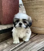 Little Abby, a female Shih Tzu for sale in Goddard, KS – 6 of 8