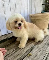 Max, a male Shih Tzu for sale in Goddard, KS – 8 of 9