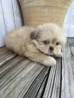 Little Snuggles, a male Shih Tzu for sale in Goddard, KS – 6 of 10