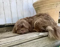 Hershey, a male Shih Tzu for sale in Goddard, KS – 3 of 8