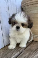 Little Anna Marie , a female Shih Tzu for sale in Goddard, KS – 6 of 10