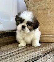 Little Leo, a male Shih Tzu for sale in Goddard, KS – 8 of 10