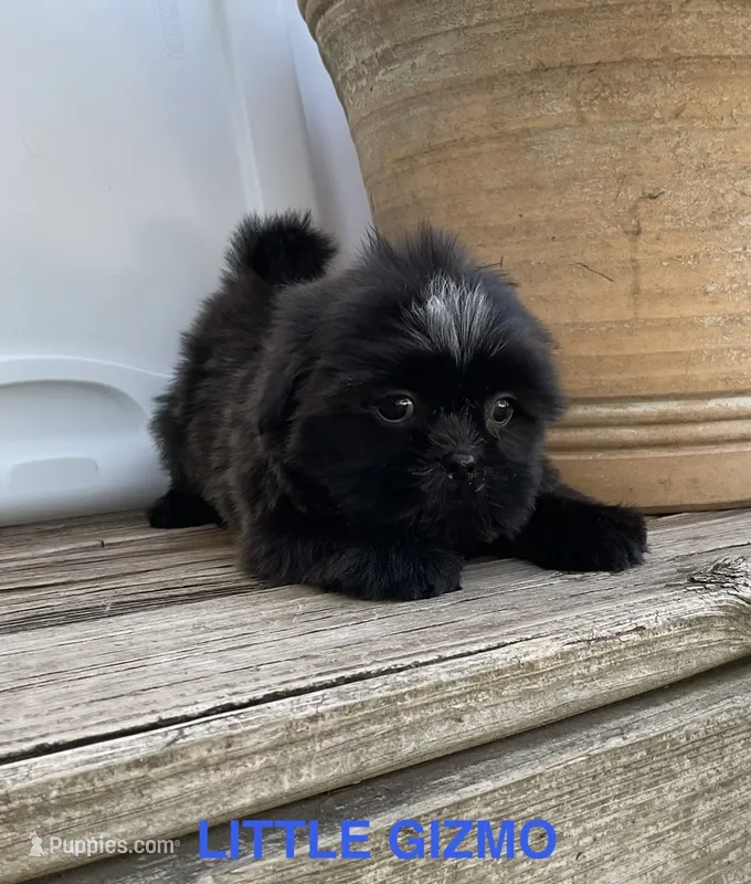 Little Gizmo – Shih Tzu puppy for sale in Goddard, KS
