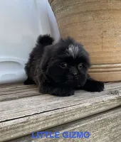 Little Gizmo, a male Shih Tzu for sale in Goddard, KS – 1 of 8