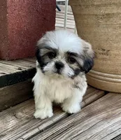 Little Abby, a female Shih Tzu for sale in Goddard, KS – 3 of 8