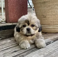 Little Chase, a male Shih Tzu for sale in Goddard, KS – 5 of 10