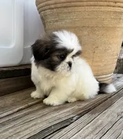 Little Leo, a male Shih Tzu for sale in Goddard, KS – 6 of 10