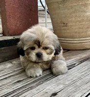 Little Chase, a male Shih Tzu for sale in Goddard, KS – 7 of 10