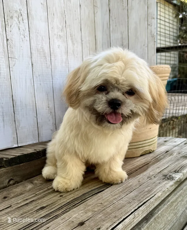 T-Bone – Shih Tzu puppy for sale in Goddard, KS