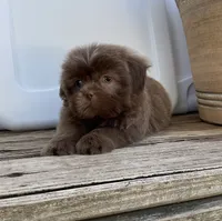 Boody, a male Shih Tzu for sale in Goddard, KS – 8 of 9
