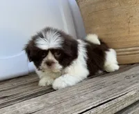 Brady, a male Shih Tzu for sale in Goddard, KS – 8 of 8