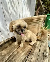 Andy, a male Shih Tzu for sale in Goddard, KS – 4 of 7