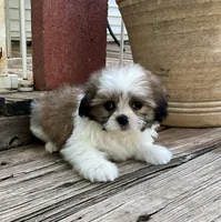 Little Atlas, a male Shih Tzu for sale in Goddard, KS – 10 of 10