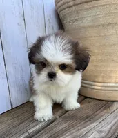 Little Anna Marie , a female Shih Tzu for sale in Goddard, KS – 3 of 10