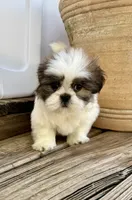 Little Leo, a male Shih Tzu for sale in Goddard, KS – 2 of 10