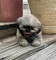 Little Carolena, a female Shih Tzu for sale in Goddard, KS – 3 of 8