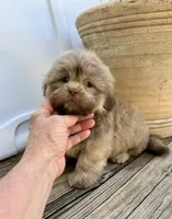 Bear, a male Shih Tzu for sale in Goddard, KS – 6 of 9