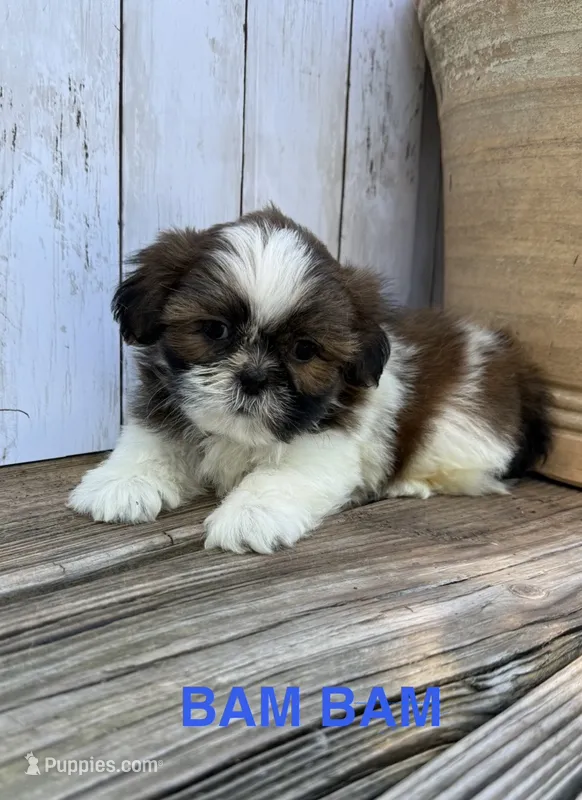 Tiny BamBam – Shih Tzu puppy for sale in Goddard, KS