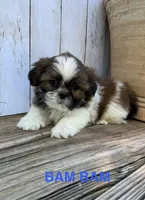Tiny BamBam, a male Shih Tzu for sale in Goddard, KS – 1 of 8