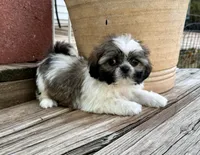 Tiny Beckett, a male Shih Tzu for sale in Goddard, KS – 6 of 8