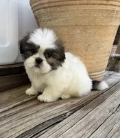 Little Leo, a male Shih Tzu for sale in Goddard, KS – 7 of 10