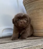 Boody, a male Shih Tzu for sale in Goddard, KS – 4 of 9