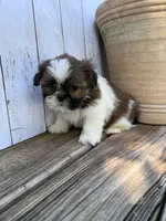 Tiny BamBam, a male Shih Tzu for sale in Goddard, KS – 7 of 8