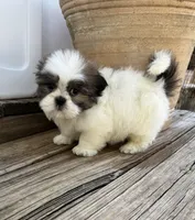 Little Leo, a male Shih Tzu for sale in Goddard, KS – 3 of 10