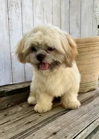 T-Bone, a male Shih Tzu for sale in Goddard, KS – 2 of 7