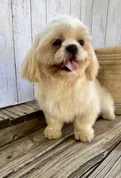 Max, a male Shih Tzu for sale in Goddard, KS – 4 of 9