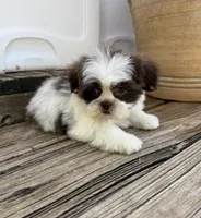 Tiny Thumpkin, a male Shih Tzu for sale in Goddard, KS – 4 of 7