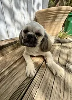 Ann, a female Shih Tzu for sale in Goddard, KS – 4 of 8