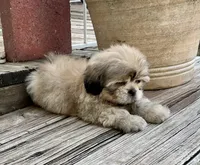 Little Chase, a male Shih Tzu for sale in Goddard, KS – 4 of 10