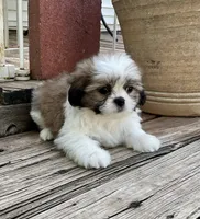 Little Atlas, a male Shih Tzu for sale in Goddard, KS – 3 of 10