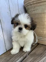 Little Anna Marie , a female Shih Tzu for sale in Goddard, KS – 4 of 10