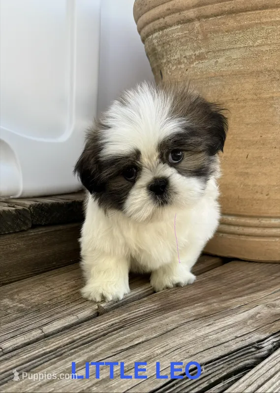 Little Leo – Shih Tzu puppy for sale in Goddard, KS