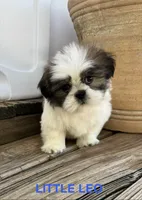 Little Leo, a male Shih Tzu for sale in Goddard, KS – 1 of 10