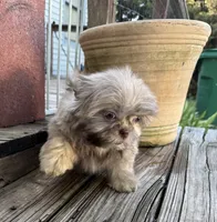 Bentley, a male Shih Tzu for sale in Goddard, KS – 4 of 9