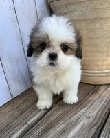 Little Anna Marie , a female Shih Tzu for sale in Goddard, KS – 5 of 10